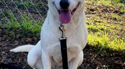 Make Yodi Your Yodi Today!!!