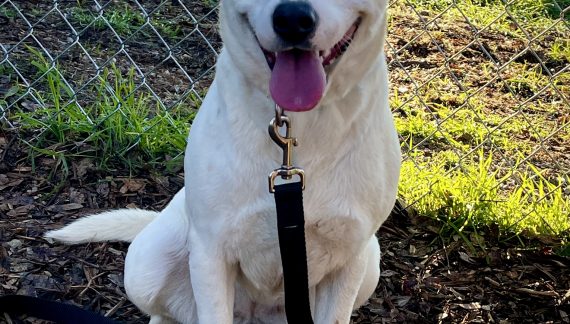 Make Yodi Your Yodi Today!!!