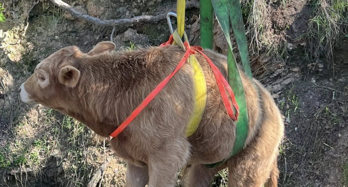 Successful Animal Rescue in Campo Seco.