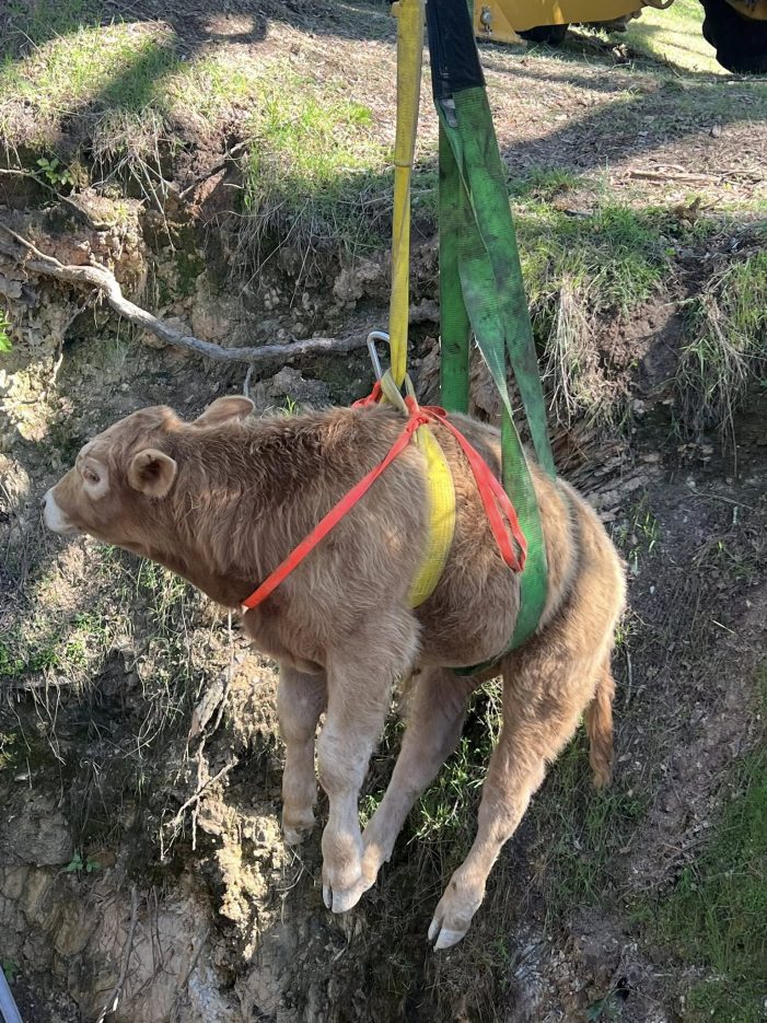 Successful Animal Rescue in Campo Seco.