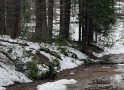Calaveras Big Trees Trail Report: Snow Melting Fast!