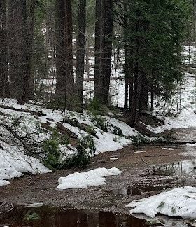 Calaveras Big Trees Trail Report: Snow Melting Fast!