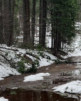 Calaveras Big Trees Trail Report: Snow Melting Fast!