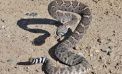 Valley Springs Women Victim of Rattlesnake Bite