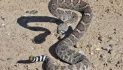 Valley Springs Women Victim of Rattlesnake Bite