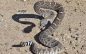 Valley Springs Women Victim of Rattlesnake Bite