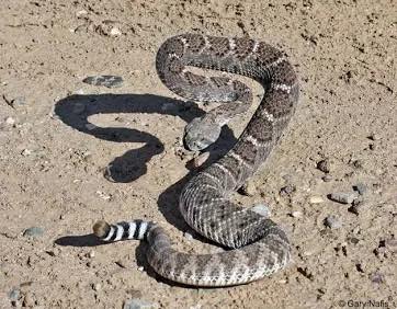 Valley Springs Women Victim of Rattlesnake Bite