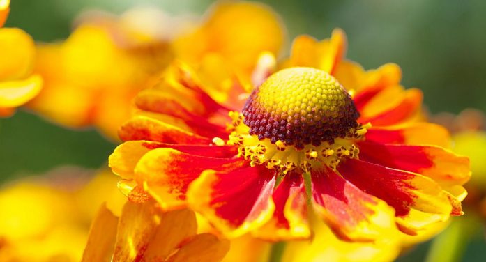 Shirley Koppi 1934 ~ 2026