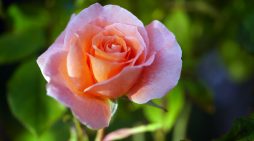 Mrs. Mary Elizabeth Ferrari 1960 ~ 2026