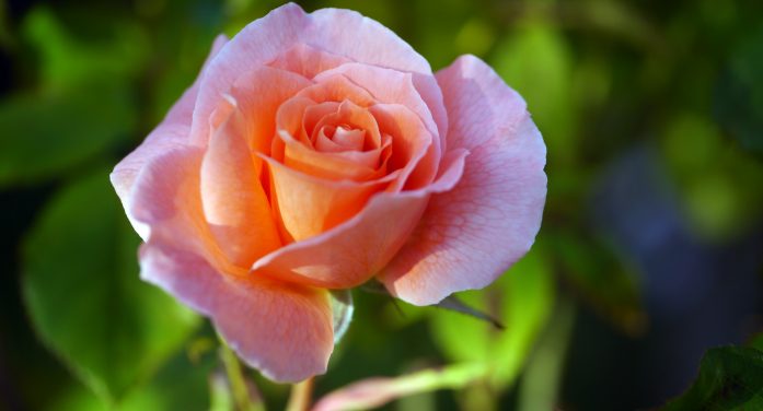 Mrs. Mary Elizabeth Ferrari 1960 ~ 2026