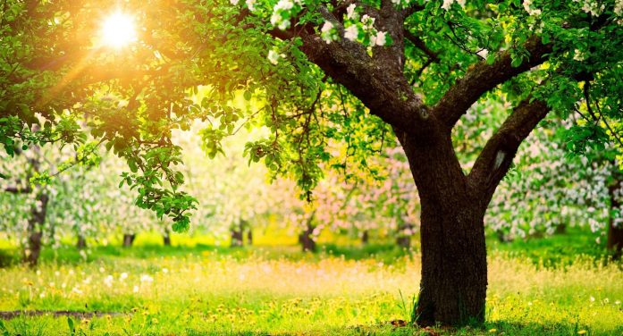 Mrs. Mary Virginia Holm 1938 ~ 2026