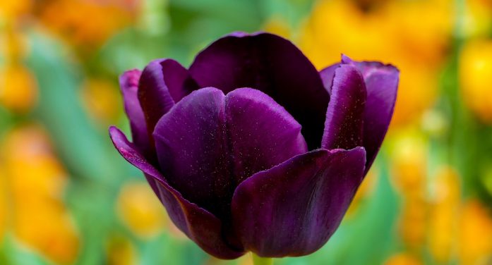 Mrs. Patti C. Bishop-Worley 1962 ~ 2026