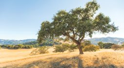 Thomas B, Gilmore 1945 ~ 2026