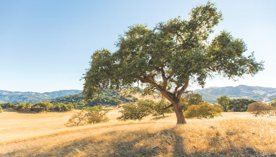 Thomas B, Gilmore 1945 ~ 2026