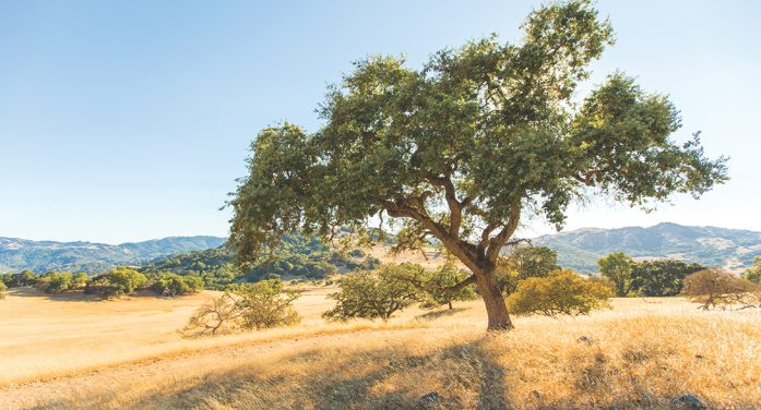 Thomas B, Gilmore 1945 ~ 2026