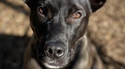 Make Birdie Your Birdie Today!