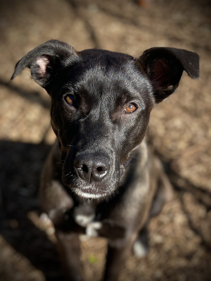 Make Birdie Your Birdie Today!