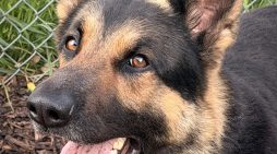 Make Koda Your Coda in Your Search for a New Companion