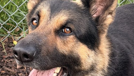 Make Koda Your Coda in Your Search for a New Companion