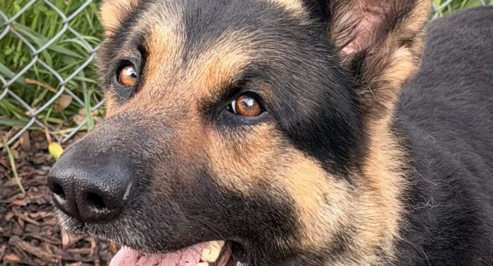 Make Koda Your Coda in Your Search for a New Companion