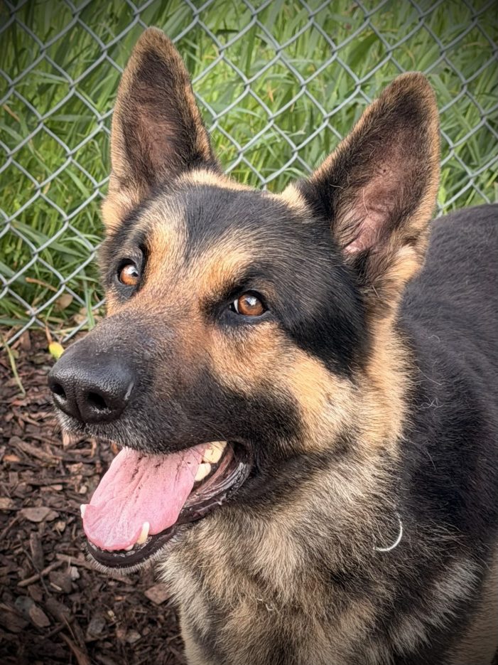 Make Koda Your Coda in Your Search for a New Companion