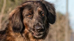 Let Longfellow Add Poetry to Your Home!