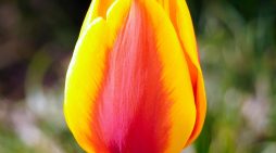 Mrs. Joni Kay Fraga-Pratt October 26, 1956 ~ April 2, 2026 (age 69)