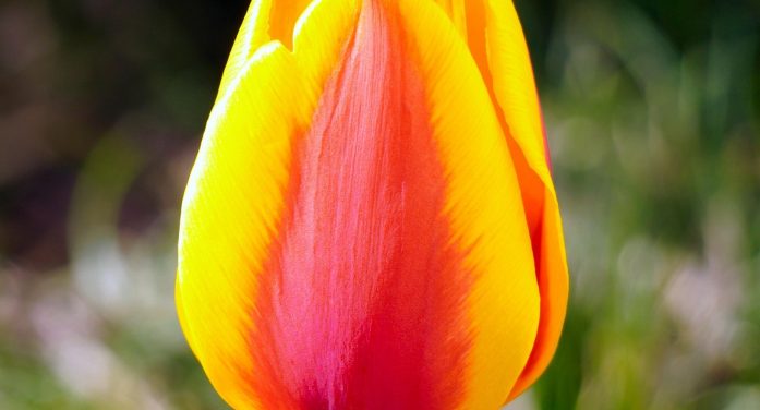 Mrs. Joni Kay Fraga-Pratt October 26, 1956 ~ April 2, 2026 (age 69)