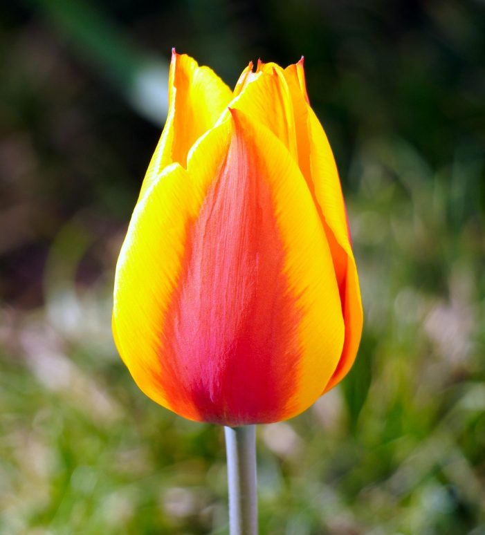 Mrs. Joni Kay Fraga-Pratt October 26, 1956 ~ April 2, 2026 (age 69)