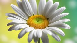 Ms. Barbara France 1965 ~ 2026