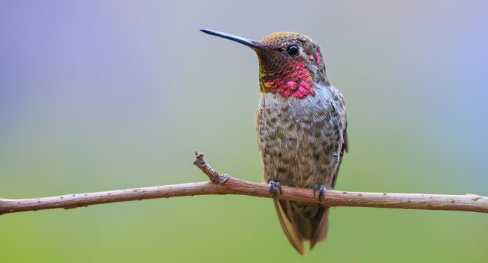 Mrs. Susan Jo Hanley 1952 ~ 2026