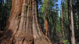 Big Trees State Park – North Grove Guided Hike