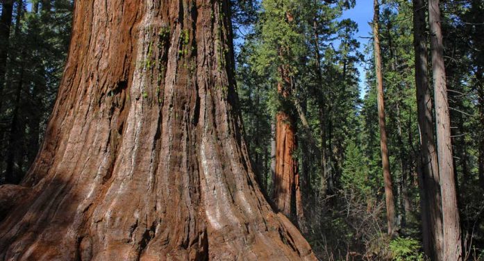 Big Trees State Park – North Grove Guided Hike