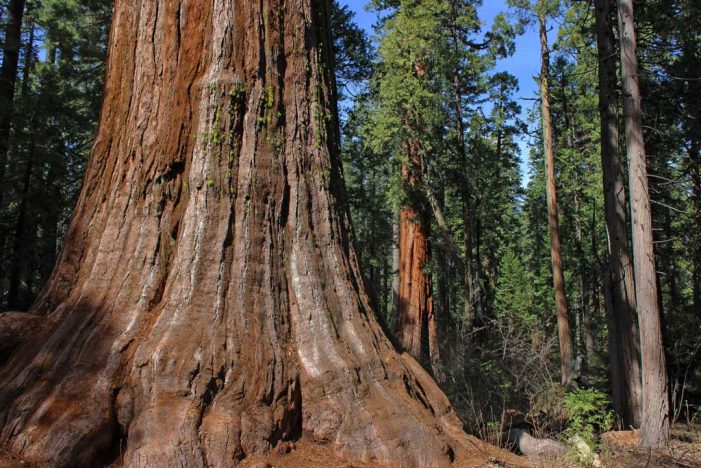 Big Trees State Park – North Grove Guided Hike