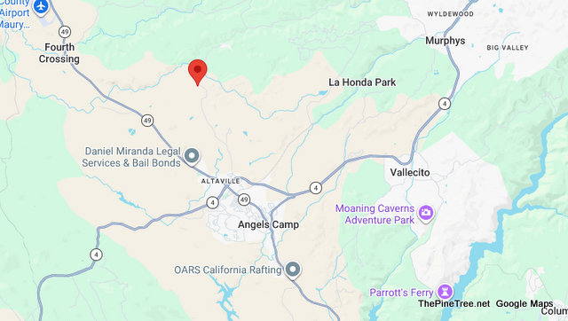 Traffic & Bovine Update….Calves on a Walkabout on Dogtown Road