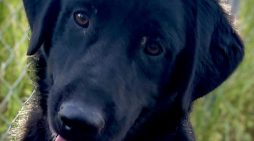 Your Love for Guinness Will be Record Breaking!  Adopt Him Today!