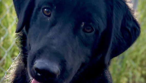 Your Love for Guinness Will be Record Breaking!  Adopt Him Today!