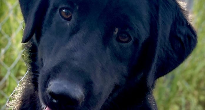 Your Love for Guinness Will be Record Breaking!  Adopt Him Today!