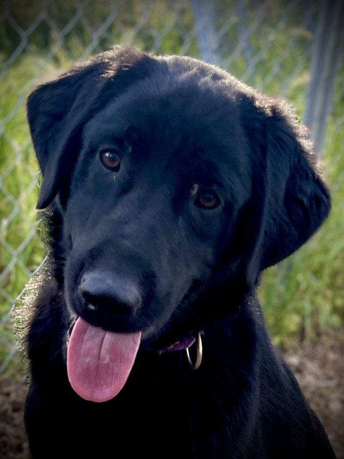 Your Love for Guinness Will be Record Breaking!  Adopt Him Today!