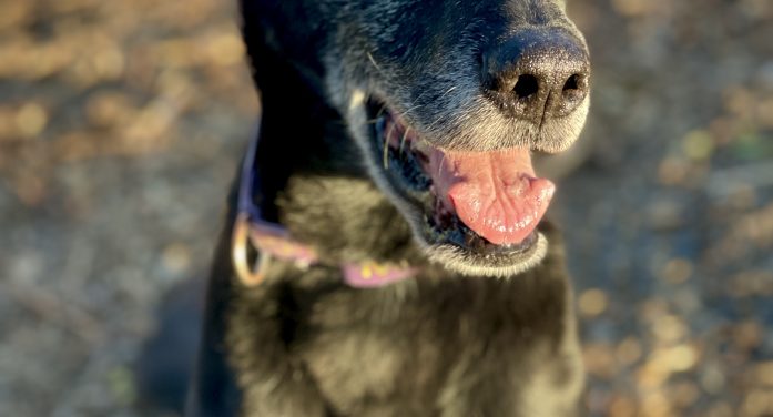 Adopt Wyatt & Give Your Family an Instant Grandpa.  The World Needs More Grandpas