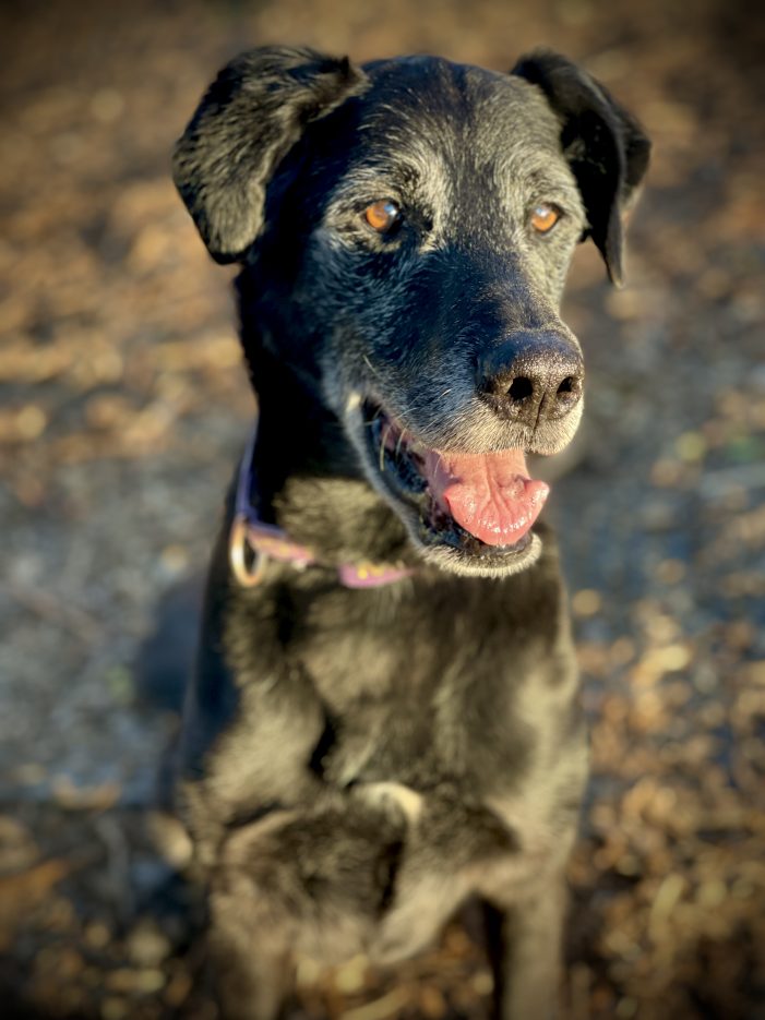 Adopt Wyatt & Give Your Family an Instant Grandpa.  The World Needs More Grandpas