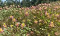 Come for the Sequoias, Stay for the Flowers at Big Trees State Park