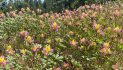 Come for the Sequoias, Stay for the Flowers at Big Trees State Park