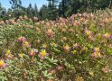 Come for the Sequoias, Stay for the Flowers at Big Trees State Park