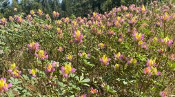 Come for the Sequoias, Stay for the Flowers at Big Trees State Park