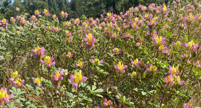 Come for the Sequoias, Stay for the Flowers at Big Trees State Park
