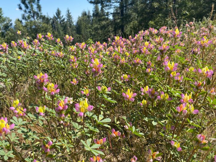 Come for the Sequoias, Stay for the Flowers at Big Trees State Park