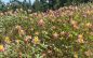 Come for the Sequoias, Stay for the Flowers at Big Trees State Park