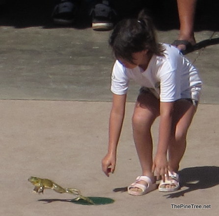FrogJump26 (27)