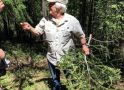 Arnold Rim Trail : Tree Identifier Walks with Mary Anne Carlton